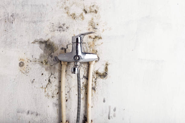 Best Mold Testing and Removal  in St George, MO
