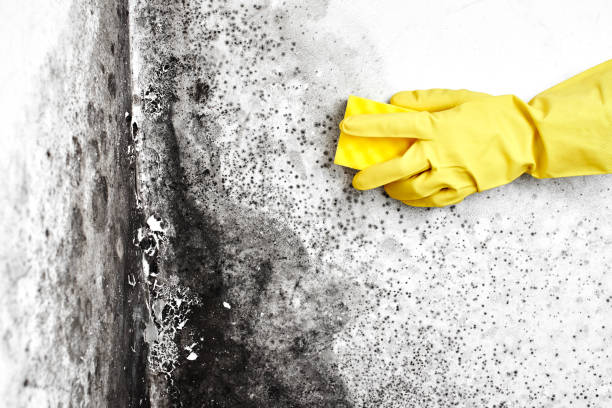 Best Local Mold Removal Service  in St George, MO