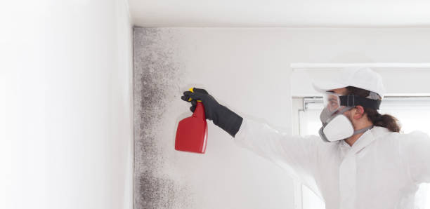 Best Attic Mold Removal  in St George, MO
