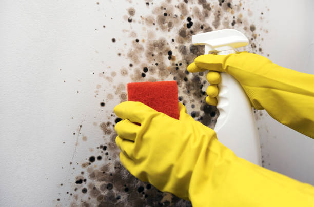 Best Toxic Mold Removal  in St George, MO