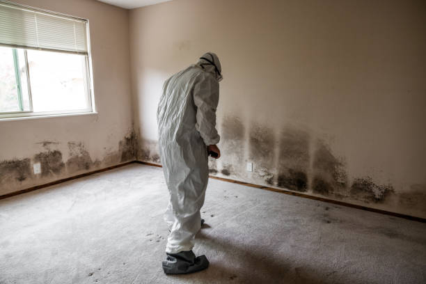 Best Certified Mold Removal  in St George, MO