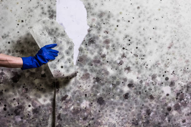Best Mold Remediation  in St George, MO