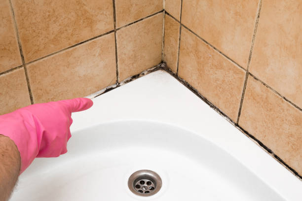 Home Mold Removal in St George, MO