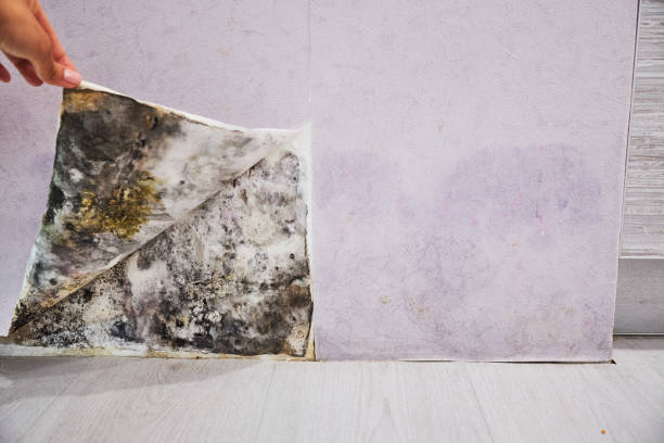 Best Commercial Mold Removal  in St George, MO